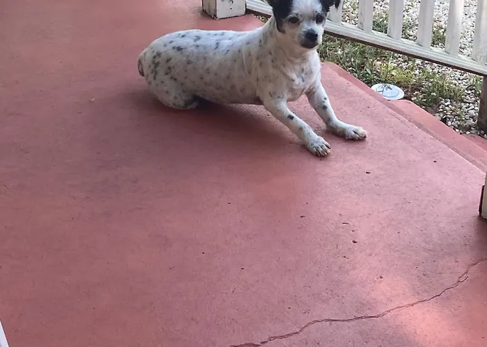 The Lemon Zest Paws Welcome Pensacola