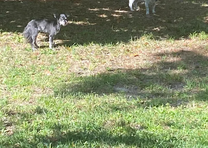 The Lemon Zest Paws Welcome * Pensacola