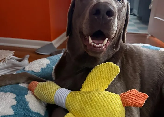 The Lemon Zest Paws Welcome Holiday home