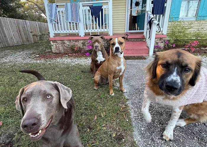 The Lemon Zest Paws Welcome Pensacola